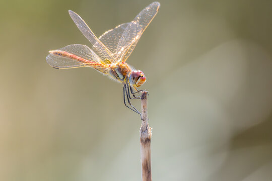 Dragonfly resting on stick showing translucent wings outdoors