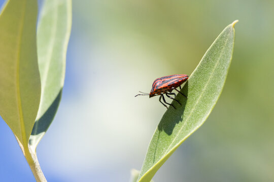 Striped bug walking on green plant leaf