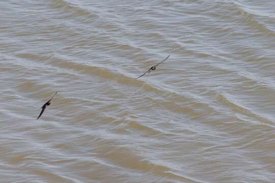 Two cliff swallows flying low over water surface