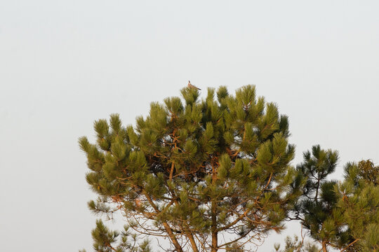 Bird perching on top of green pine tree against clear sky