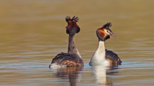 Great Crested Grebe Pair Courtship Display Mating Ritual Dance on Sunny Pond Germany Winter Morning Light 4K Wildlife Footage Water Bird
