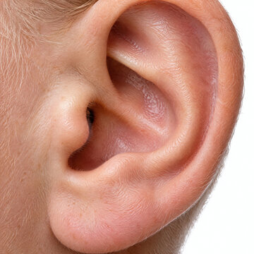 Human Ear Structure Auricle Detail Isolated On White Background Medical Audiology Hearing