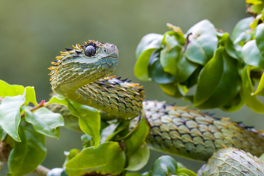 Venomous African Hairy Bush Viper in rainforest