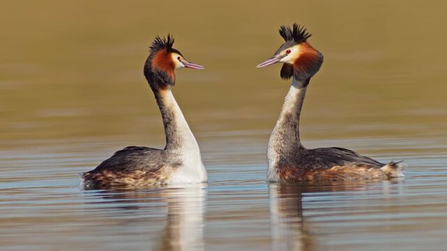 Great Crested Grebe Pair Courtship Display Mating Ritual Dance on Sunny Pond Germany Winter Morning Light 4K Wildlife Footage Water Bird