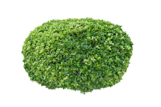 Green bush isolated transparency background.
