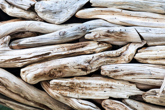 Close-up view of tree branches and thin cut trunks, detailed texture of wooden stems and twigs in natural forest environment after pruning.