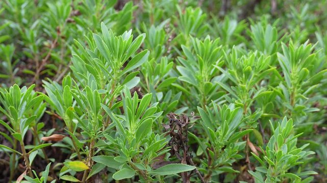 Penstemon fruticosus var serratus is a perennial flowering plant in the family Plantaginaceae. It is a variety of shrubby penstemon characterized by woody or semi-woody stems.
