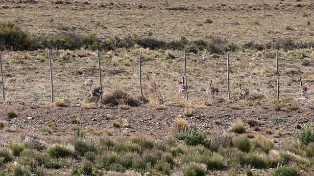 A flock of rhea chicks running and passing through a fence on the Patagonian steppe.