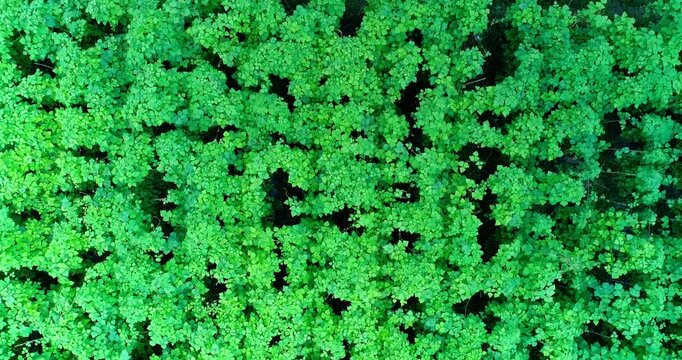 Dense Green Leafy Vine Wall Texture Background