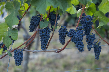 Obraz premium Ripe red wine grape clusters hanging on a grapevine in a vineyard