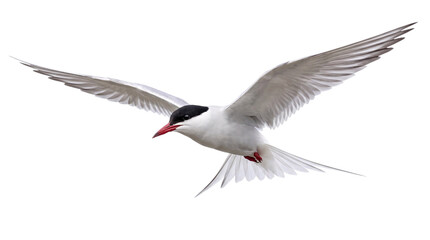 Arctic tern bird in mid-flight with wings extended isolated on png transparent background © Isolated Hub