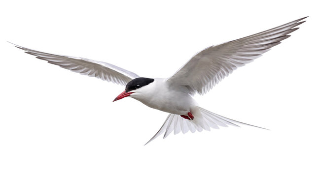 Arctic tern bird in mid-flight with wings extended isolated on png transparent background