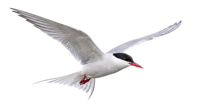 Arctic tern in flight with wings spread wide on isolated on png transparent background