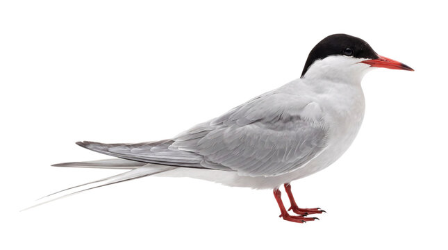 Common tern bird in profile with black cap and red isolated on png transparent background