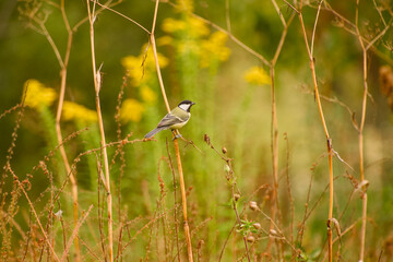 Great tit perched on a slender dry stem among tall meadow plants, surrounded by warm yellow flowers and soft green vegetation © in_colors