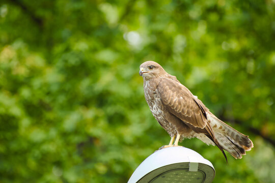 Common buzzard perched on top of a street lamp, shown in side profile against a softly blurred green background.