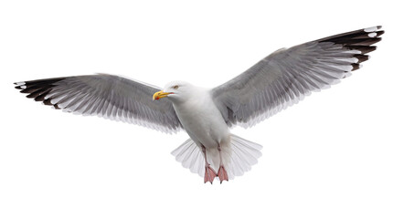 Obraz premium Seagull in flight with wings spread wide against a isolated on png transparent background