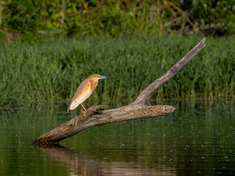 Squacco yellow heron at the beautiful Danube Delta, a famous landmark of Romania
