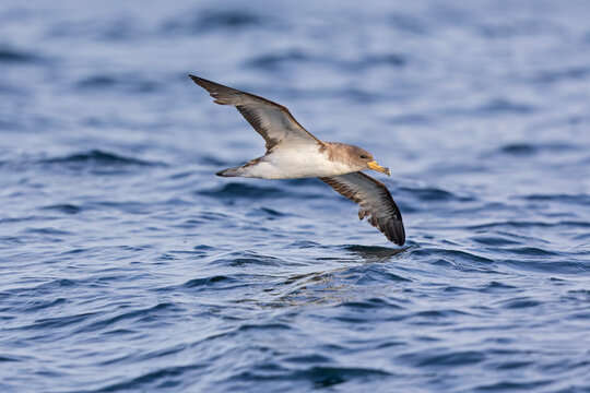 A Cory's shearwater (Calonectris borealis) in flight above the ocean.