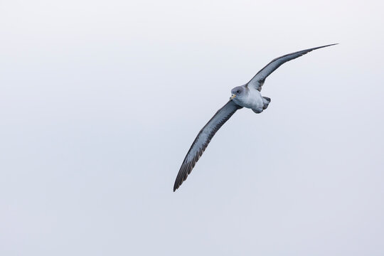A Cory's shearwater (Calonectris borealis) in flight above the ocean.