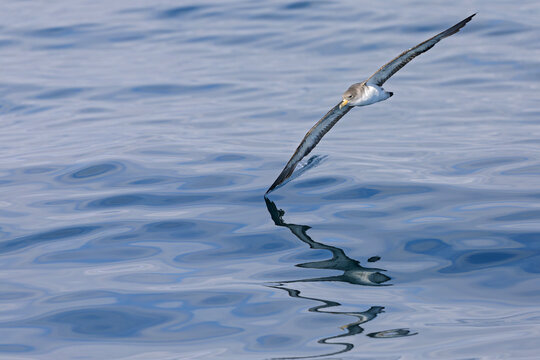 A Cory's shearwater (Calonectris borealis) in flight above the ocean.