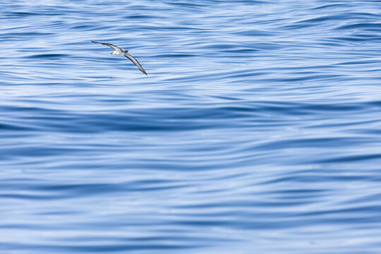 A Cory's shearwater (Calonectris borealis) in flight above the ocean.
