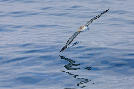 A Cory's shearwater (Calonectris borealis) in flight above the ocean.