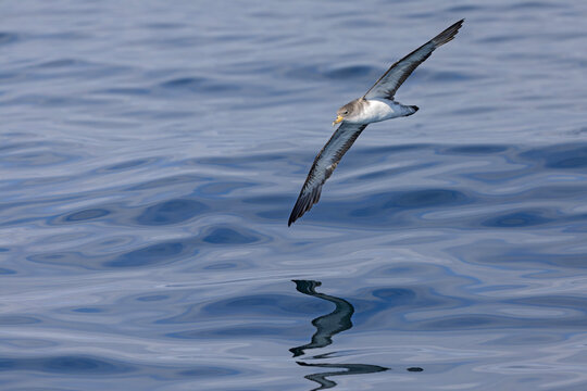 A Cory's shearwater (Calonectris borealis) in flight above the ocean.