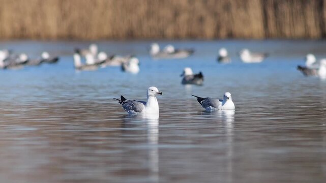 Group of Herring Gulls swimming in pond, basking in warm winter sun, adult waterfowl resting together, 4K wildlife footage, Germany
