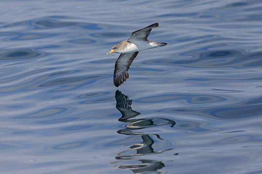 A Cory's shearwater (Calonectris borealis) in flight above the ocean.
