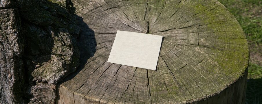 Blank card resting on top of a tree stump with detailed wood rings and bark