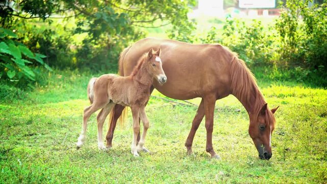 Chestnut mare and young foal grazing in a sunlit green pasture, brown horse with baby colt in a rural meadow, peaceful farm animal scene