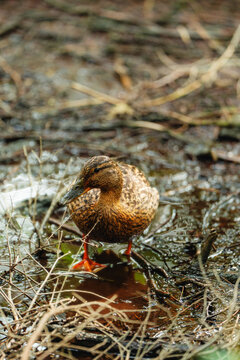 Wild duck resting on a rocky riverbank