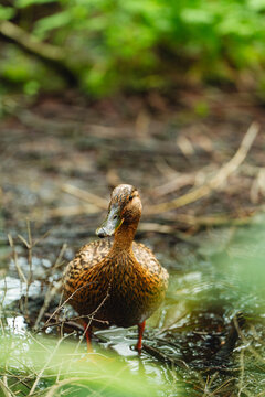 Wild duck resting on a rocky riverbank
