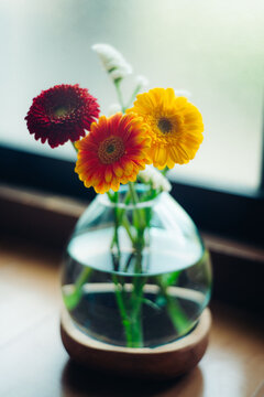Colorful gerbera daisies blooming in a garden