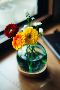 Colorful gerbera daisies blooming in a garden