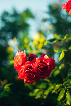 Beautiful roses blooming in a garden