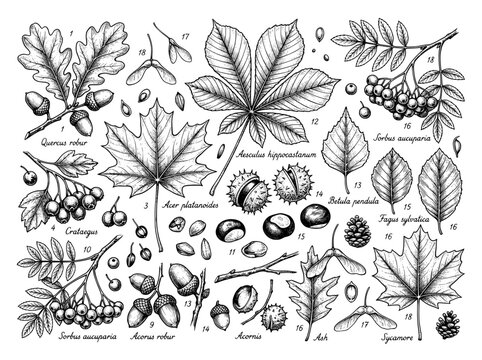 Vintage botanical leaf and seed collection, hand drawn forest tree elements vector set, antique style oak and maple foliage illustrations