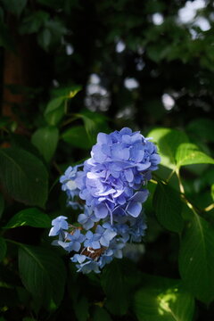 Purple lilac blossoms blooming in a spring garden