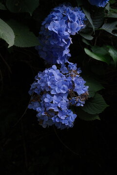 Close-up of colorful hydrangea flowers in bloom
