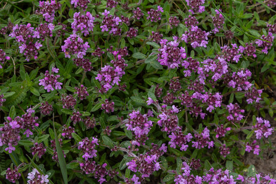 Fragrant wild thyme blooms with small purple flowers and lush green leaves in a natural setting during a sunny day in spring
