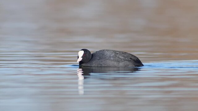 Eurasian Coot swimming in pond, sunny winter morning, wild waterfowl foraging behavior, 4K wildlife footage, Germany