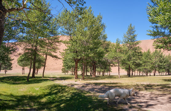 A dog white swiss shepherd runs through in poplar grove in Altai.