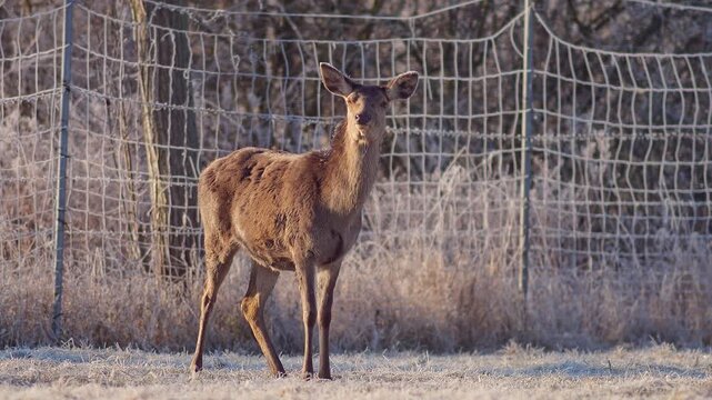 Adult Female Red Deer Hind Basking in Warm Winter Sunrise Sunlight at German Forest Edge, 4K Wildlife Documentary Footage One Animal Cold Weather Nature