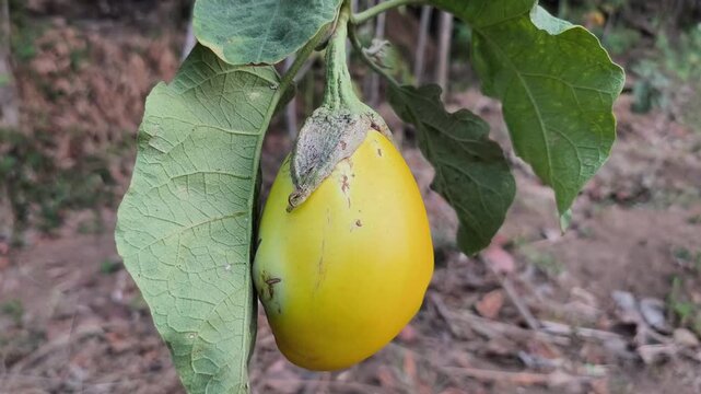 Yellow eggplant fruit grows naturally on a plant with textured leaves and surrounding garden soil.