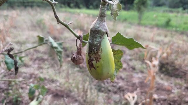 Yellow eggplant fruit grows naturally on a plant with textured leaves and surrounding garden soil.