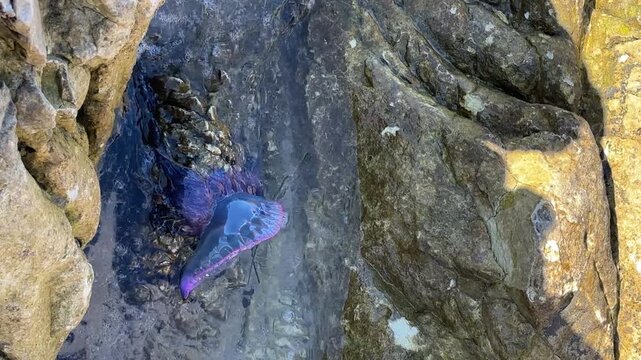 Portuguese man o' war trapped between coastal rocks by the Atlantic surf, revealing its vivid blue-purple float and long venomous tentacles in clear shallow water.