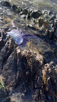 Portuguese man o' war washed onto coastal rocks by the Atlantic surf, its vivid blue-purple float and long venomous tentacles moving with the waves.