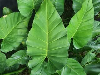 Philodendron Giganteum Schott plant, also called Giant Philodendron, is an epiphytotic shrub, large-leaf ornamental plant species that grows primarily in humid tropical biomes, in the Araceae family. © Windi Holly