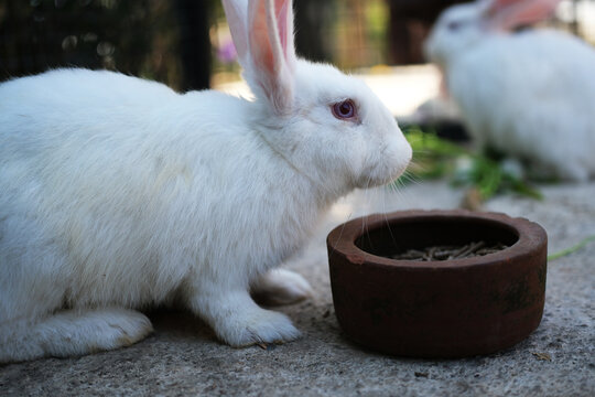 A white rabbit (*Oryctolagus cuniculus*), an albino or white-colored variety. The rabbit is actively eating from a low ceramic or clay bowl.